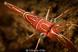 Bright checkered board green eye shrimp. Nikon D7000 Ikel... by Ximena Olds 